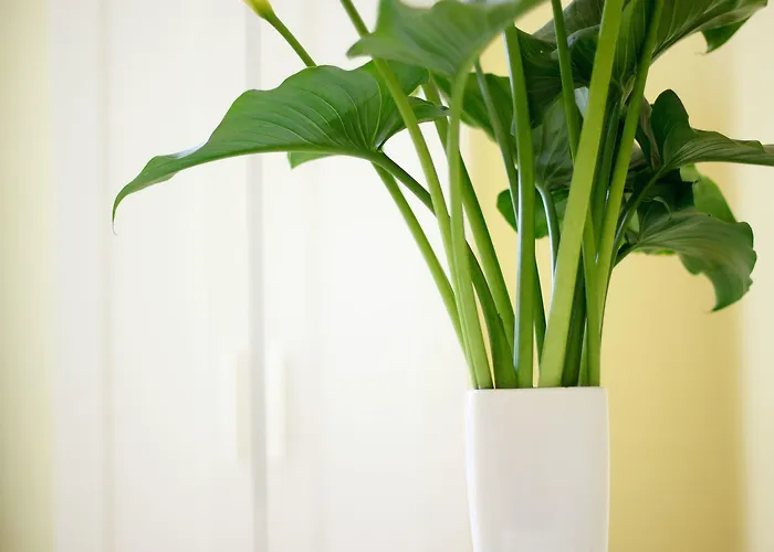 Sunshine Bed and Breakfast Σορέντο